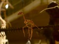 科学博物館恐竜2