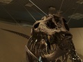 科学博物館恐竜4