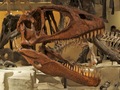 科学博物館恐竜5
