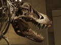 科学博物館恐竜6