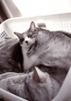 KLASSE S necobitter『日めくり猫ら』まとめ 2011年1月分1