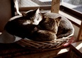KLASSE S necobitter『日めくり猫ら』まとめ 2011年1月分4