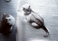 KLASSE S necobitter『日めくり猫ら』まとめ 2011年1月分6