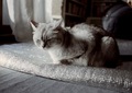 KLASSE S necobitter『日めくり猫ら』まとめ 2011年1月分7