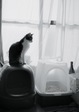 KLASSE S necobitter『日めくり猫ら』まとめ 2011年1月分8
