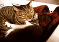 KLASSE S necobitter『日めくり猫ら』まとめ 2011年1月分11