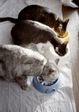 KLASSE S necobitter『日めくり猫ら』まとめ 2011年1月分12