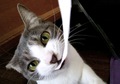 necobitter『日めくり猫ら』まとめ 2011年2月分agfa_830s1