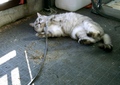 necobitter『日めくり猫ら』まとめ 2011年2月分agfa_830s4