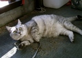 necobitter『日めくり猫ら』まとめ 2011年2月分agfa_830s6