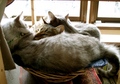 necobitter『日めくり猫ら』まとめ 2011年2月分agfa_830s10