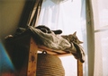 necobitter『日めくり猫ら』まとめ 2011年2月分belomo_agat_18k