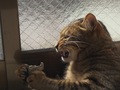 necobitter『日めくり猫ら』まとめ 2011年2月分e-5201