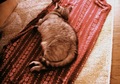 necobitter『日めくり猫ら』まとめ 2011年2月分izone5501