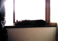 necobitter『日めくり猫ら』まとめ 2011年2月分izon5502