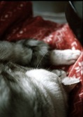necobitter『日めくり猫ら』まとめ 2011年2月分penf1