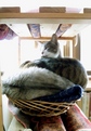 necobitter『日めくり猫ら』まとめ 2011年3月分agfa830s-1