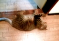 necobitter『日めくり猫ら』まとめ 2011年3月分agfa830s-3