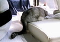 necobitter『日めくり猫ら』まとめ 2011年3月分agfa830s-5