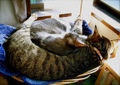 necobitter『日めくり猫ら』まとめ 2011年3月分agfa830s-6
