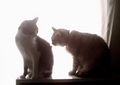 necobitter『日めくり猫ら』まとめ 2011年3月分izone550-1