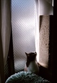 necobitter『日めくり猫ら』まとめ 2011年3月分klasses-1
