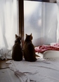 necobitter『日めくり猫ら』まとめ 2011年3月分klasses-2