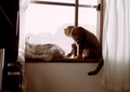 necobitter『日めくり猫ら』まとめ 2011年3月分klasses-3