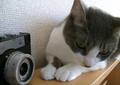 necobitter『日めくり猫ら』まとめ 2011年4月分agfa830s2