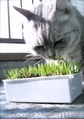 necobitter『日めくり猫ら』まとめ 2011年4月分agfa830s4