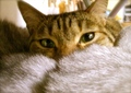 necobitter『日めくり猫ら』まとめ 2011年4月分agfa830s5
