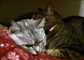 necobitter『日めくり猫ら』まとめ 2011年4月分agfa830s6