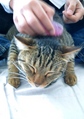 necobitter『日めくり猫ら』まとめ 2011年4月分agfa830s8