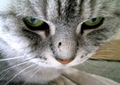 necobitter『日めくり猫ら』まとめ 2011年4月分agfa830s9