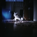 necobitter『日めくり猫ら』まとめ 2011年4月分dianamini2