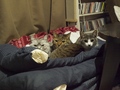necobitter『日めくり猫ら』まとめ 2011年4月分e-520_2