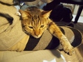 necobitter『日めくり猫ら』まとめ 2011年4月分e-520_3