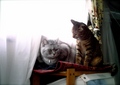 necobitter『日めくり猫ら』まとめ 2011年4月分izone550_2