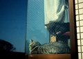 necobitter『日めくり猫ら』まとめ 2011年4月分klasse s_4