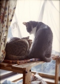 necobitter『日めくり猫ら』まとめ 2011年4月分pen f