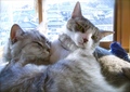 necobitter『日めくり猫ら』まとめ 2011年5月分agfa830s_2