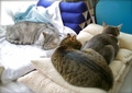 necobitter『日めくり猫ら』まとめ 2011年5月分agfa830s_4