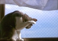 necobitter『日めくり猫ら』まとめ 2011年5月分agfa830s_5