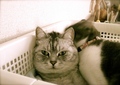 necobitter『日めくり猫ら』まとめ 2011年5月分agfa830s_6