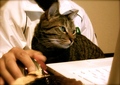 necobitter『日めくり猫ら』まとめ 2011年5月分agfa830s_7