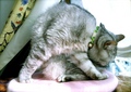 necobitter『日めくり猫ら』まとめ 2011年5月分agfa830s_8