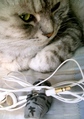 necobitter『日めくり猫ら』まとめ 2011年5月分agfa830s_10