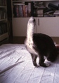 necobitter『日めくり猫ら』まとめ 2011年5月分klasses_1