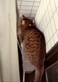 necobitter『日めくり猫ら』まとめ 2011年5月分klasses_7