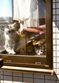 necobitter『日めくり猫ら』まとめ 2011年5月分klasses_11